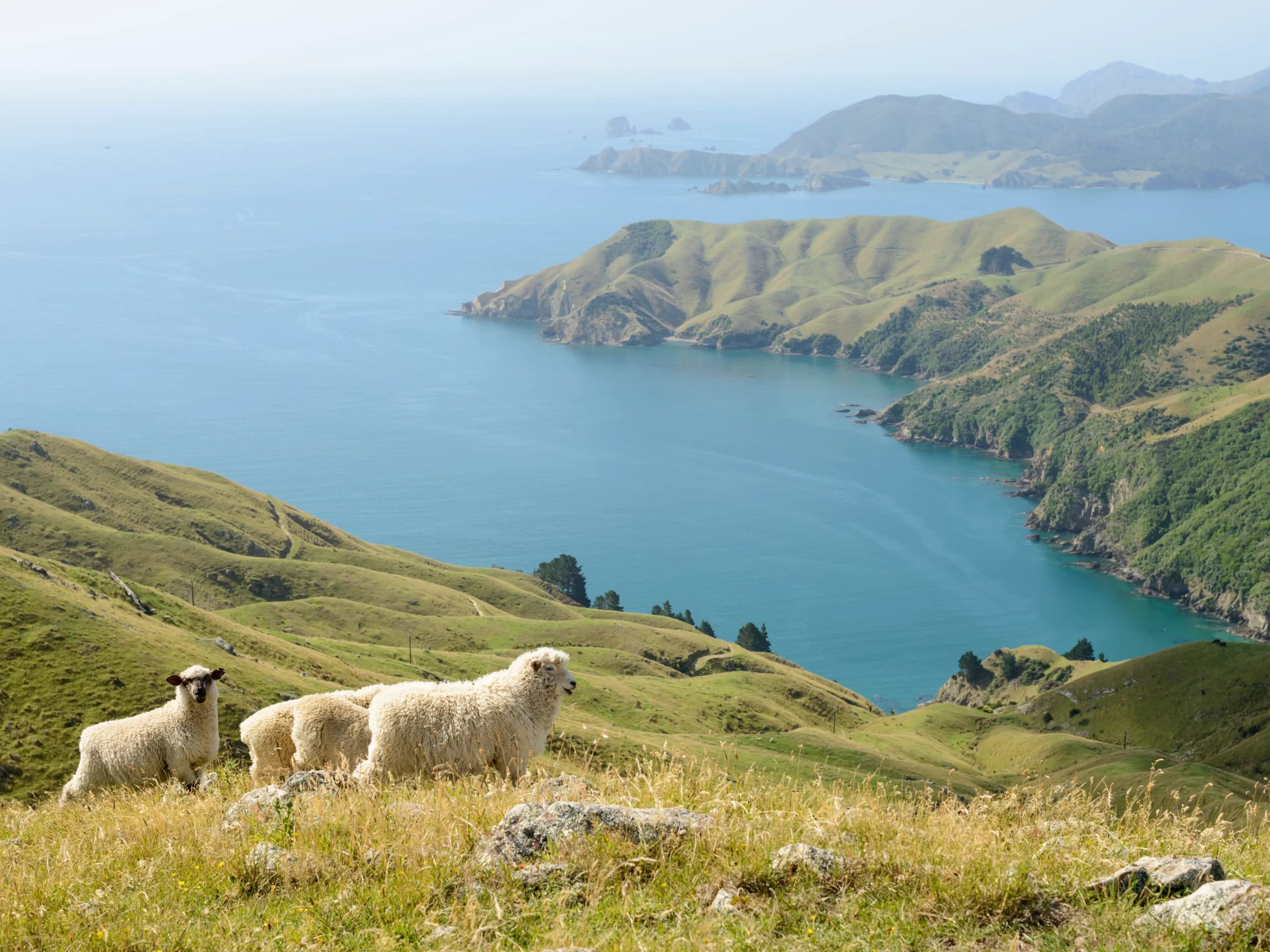 Faculty-Led Course in New Zealand 2023